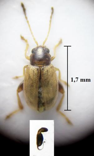 Réf. 253 103 : Longitarsus pratensis